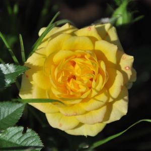 DSC 0054