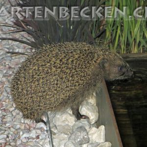 Tiere 002