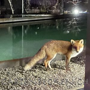 Tiere 012
