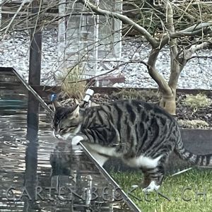 Tiere 013