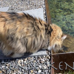 Tiere 014