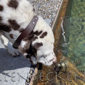 Tiere 015